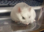 hamu02.jpg